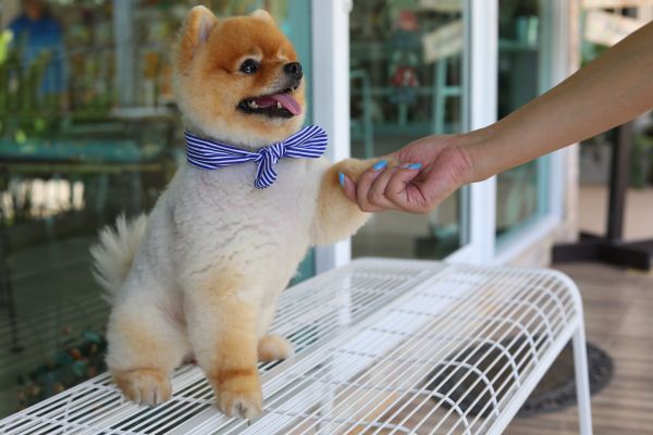 Charleston Pets