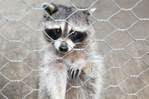 Charleston Wildlife Removal