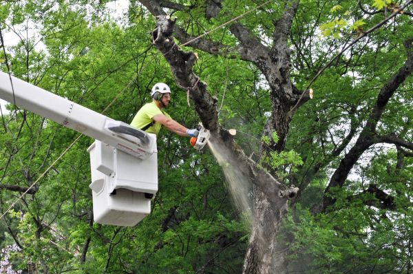 Charleston Tree Trimming